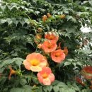 까페능소화 이미지