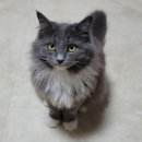 내방안 고양이 이미지