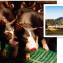 다산육종 이미지