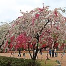 도화 Daum카페