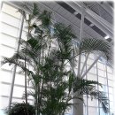 야자수정원 이미지