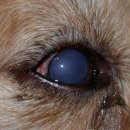 24시 강서 젠틀리동물의료센터 이미지