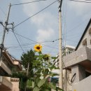 수정5동 주민센터 이미지