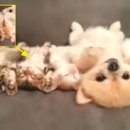 댕댕이천사 이미지