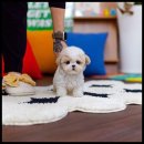 유앤미펫 강아지분양 고양이분양 시흥점 이미지