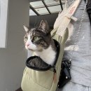 파주고양이 미용실 이미지