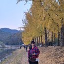 문광저수지 은행나무길 이미지