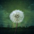 아름다운 이미지