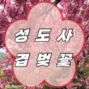 태백동스포츠파크 풋살장 | 창원 겹벚꽃 포토스팟 (성도사 개화) 26.04.12 후기