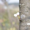 꽃과 바늘과 실타래 이미지