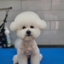 몽슈피스 이미지