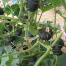 텃밭에 미니 밤호박 키우기 이미지