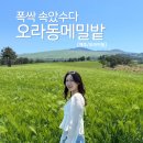 이동-5 | [제주도/오라이동] 오라동메밀밭 • 폭싹 속았수다 촬영지 5월 방문후기