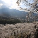 십리벚꽃길 티스토리