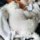 도치빌펜션 | 해피한 자유숙박권으로 다녀온 애견동반펜션 도치빌펜션 솔직 후기