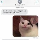 바른 고양이