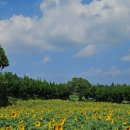 해바라기농장 | [제주도] 동쪽 제주시 9월 가볼 만한 곳 김경숙 해바라기 농장, 사진 꿀팁
