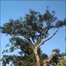 영광향교 이미지