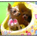 콩이 애견샵 이미지