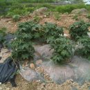 태균농장 이미지