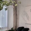 비그로브 비 이미지