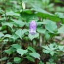 초롱꽃공원 이미지