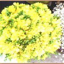 사람이 꽃보다 아름 이미지