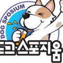 도그플레이스 이미지