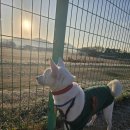 강화애견훈련학교 이미지