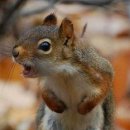 번개반점 이미지