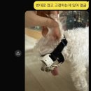 혜원동물병원 | 2025년 하반기 : 알차게 보냈나요? 네니오