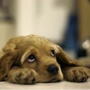 따뜻한 on동물병원 이미지