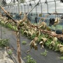 꿀꿀한기분에~함평나비축제장 이미지