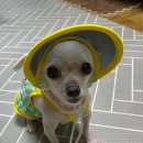 라르펫 이미지