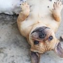 단디프렌치 이미지