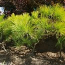 황금소나무농원 이미지