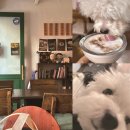 멍푸치노 | 부평구청 애견동반 카페 청리단길 전통 디저트 카페 강아지 멍푸치노 아씨네 후기