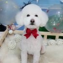 윤애견미용 이미지