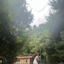 파인포레스트