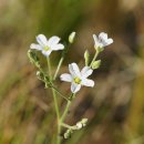 벼룩이울타리Eremogone juncea (M. Bieb.)Fenzl[석죽과 관모개미자리속] 이미지