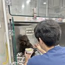 성북메디칼 | 성북구24시동물병원 숨이 가빠진 아이를 살리는 1분의 응급 시스템