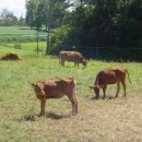 경영축산 이미지