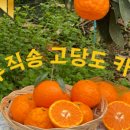 콩이네 이미지