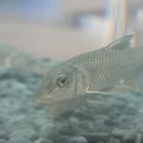 고기연구소 이미지