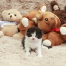 강남고양이 분양 히어로펫 이미지