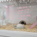 펫엔글라이더 대전점 | 대전 펫엔글라이드 햄스터 분양 키우기 방법