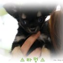 지아 애견샵 이미지