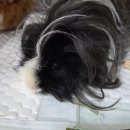 동물보육원 대전서구갈마지부 이미지