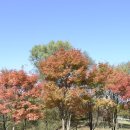 핑크파크 이미지