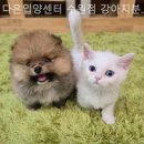 다온 입양센터 수원점 강아지분양 고양이분양 | 수원 강아지분양 다온입양센터 수원점 강아지분양 고양이분양 마음 든든한 평생 파트너십